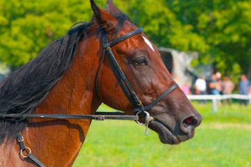 Obraz premium Race horse on race track before race on sunny summer day.