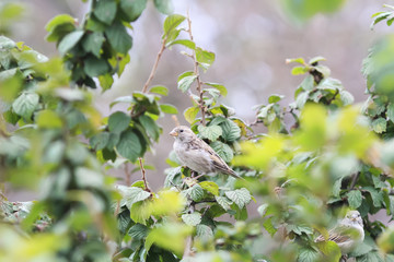 little bird Sparrow sits among the green and yellow leaves in the Park
