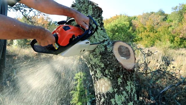 Sciage d'un tronc d'arbre