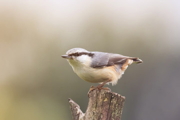 Fototapeta premium bird nuthatch stands on an old wooden post