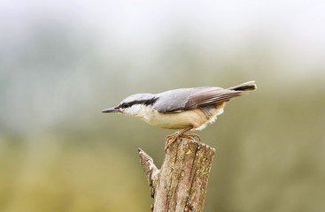 bird nuthatch stands on an old wooden post