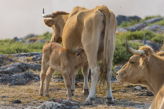 Ternero mamando. (Ternera rubia gallega).