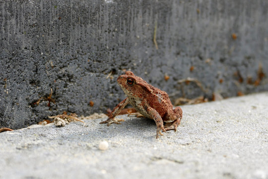 Frog / Frosch