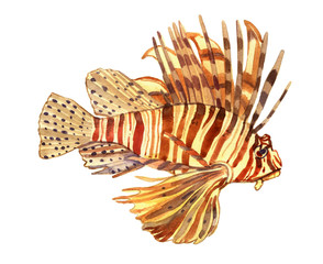 Obraz premium Watercolor fish. Sea fish set illustration isolated on white background