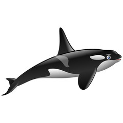 Cute killer whale cartoon