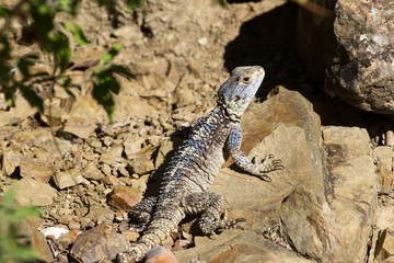 Forest dragon in tropic of India. Macro photo reptiles Little Andaman, Sea. Lizard