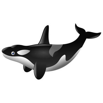 Cute killer whale cartoon