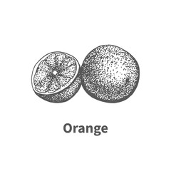 Vector illustration hand-drawn orange