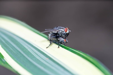 Making love, Flesh Fly (Sarcophagidae) mating on a leaf