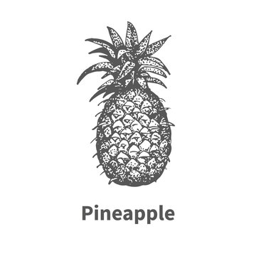 Vector illustration hand-drawn pineapple