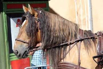 Cheval à la cavalcade © Jackin