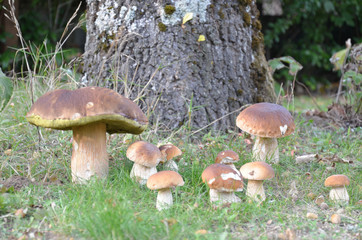 Nombreux champignons cèpes bolets
