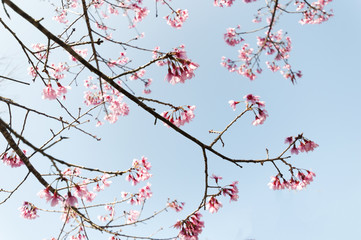 Pink Sakura flower blooming in Thailand, subject is blurred