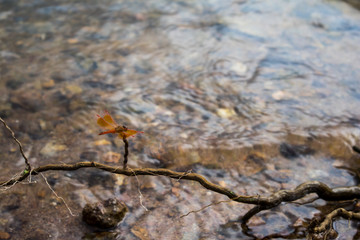 Dragonfly