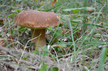 cèpe champignon dans la forêt