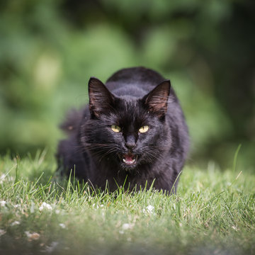 Black Cat