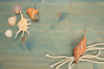 Summer background on wood with seashell and rope, copy space