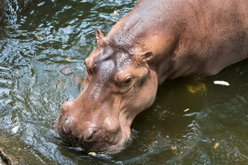 The common hippopotamus in the water.