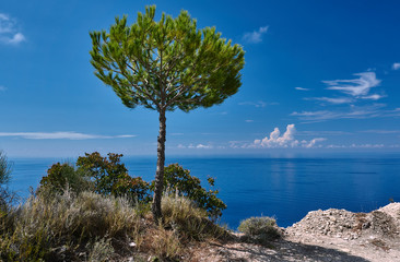 Lonely stone pine on the shores of the Ionian Sea island of Lefkada.