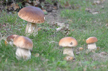 Champignons cèpes dans la forêts