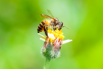 Honey Bee (Apis mellifera) on a flower, with pollen