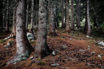 Path through an intricate wood of larch