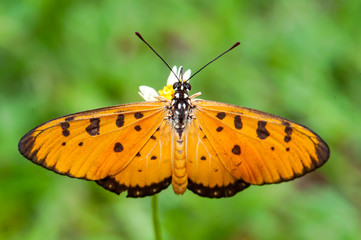 Tawny Coster butterfly (Acraea violae) on a flower