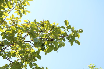 Walnut (Juglans regia) deciduous, thermophilic and photophilous walnut tree
