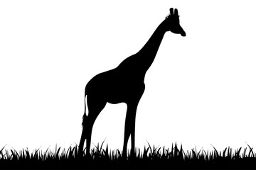 Vector illustration of a giraffe.