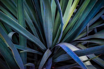 Fototapeta na wymiar feuilles en gros plan d'un Yucca
