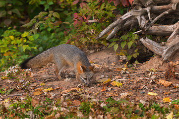 Grey Fox (Urocyon cinereoargenteus) Sniffs Outside Den