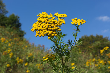 Rainfarn auf der Schwäbischen Alb