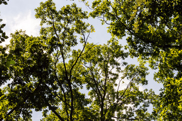 Tree Canopy