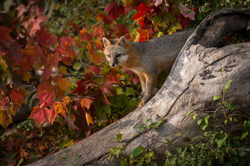 Grey Fox (Urocyon cinereoargenteus) Atop Log