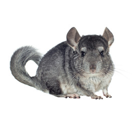Gray chinchilla isolated on white background. series of images
