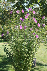 Malva
