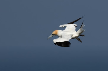 Gannet soming in to land