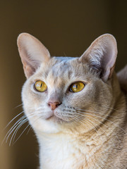 European Burmese Cat