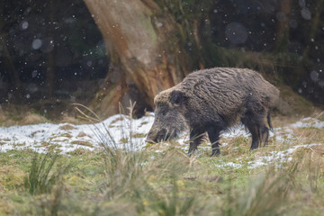 Fototapeta na wymiar Wild boar in winter with falling snow