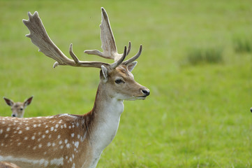 Proud Buck Fallow Deer