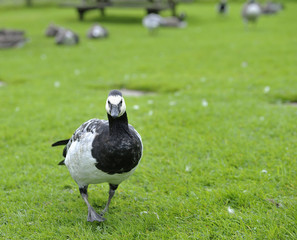 Barnacle Goose