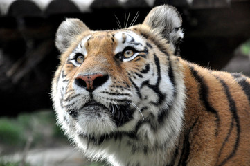 Naklejka premium Portrait tête de tigre