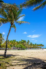 Plakat Palms of Lummus Park in South Beach neighborhood of Miami Beach, which served as the backdrop for many films. This beachfront park is one of the most popular destinations in Miami, Florida.