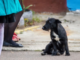 Black stray dog