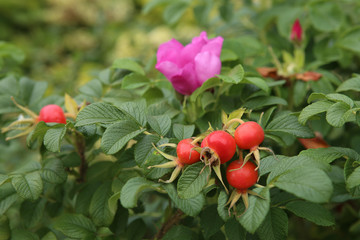 Rosehips berries, Rose, ripe berries, nature closeup.