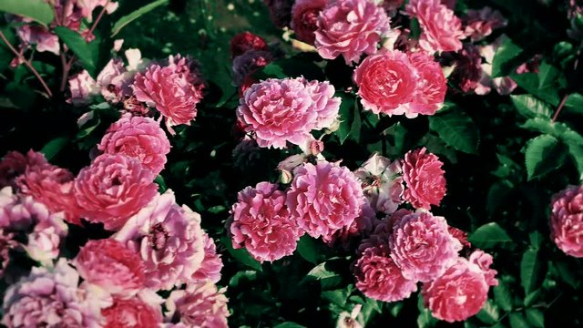 Roses. Slow motion panning. Retro look.