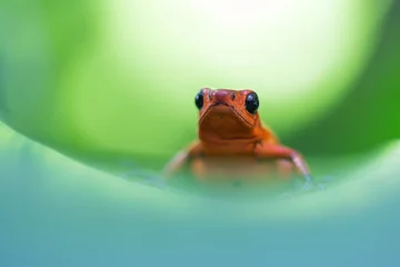 Foto auf Alu-Dibond Strawberry Poison-dart Frog (Oophaga pumilio) © Ronald