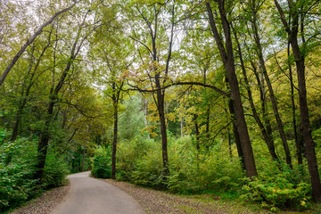 Forest road. Forest in early autumn. Landscape.