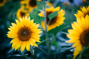 A sunflower in Jarrettsville, Maryland.