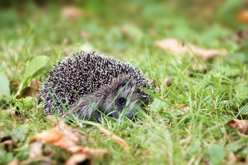 young hedgehog (Erinaceus europaeus) curled up in the lawn 
